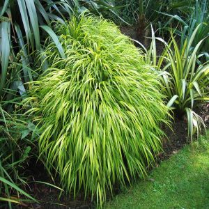Hakonechloa macra  Aureola