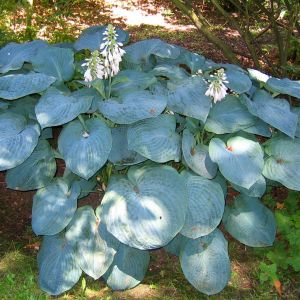 Hosta sieboldiana Elegans (Hartlelie)