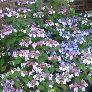 Hortensia Serrata Blue Bird