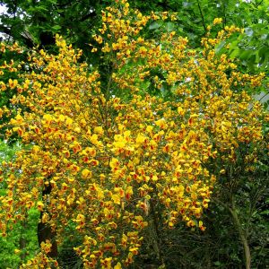 Cytisus Praecox Geel (Gele Brem)
