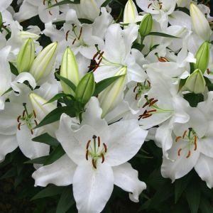 Lilium oriental Amanda 12/14 cm x 3