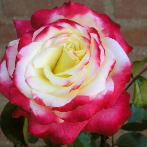 Theeroos hybride Double Delight