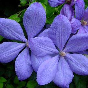 Clematis Mrs Cholmondely