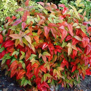 Nandina domestica  Firepower 9 cm pot