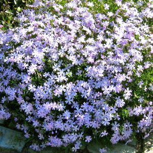 Phlox subulata Blauw Kruipphlox x 3