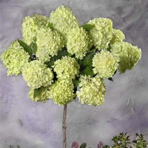 Hortensia Paniculata Limelight Op Stam