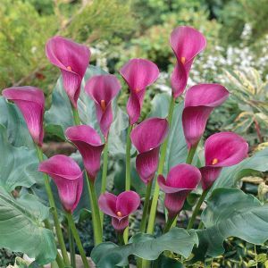 Zantedeschia Calla Lily Pink