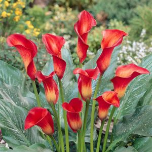 Zantedeschia Pretty-Woman