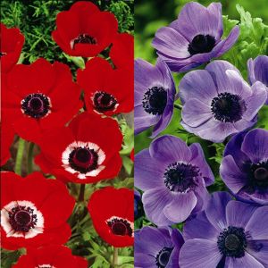 Anemone Combinatie Hollandia / Mr Fokker x 40