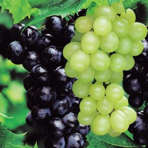 Druiven Collectie Blauw en Wit