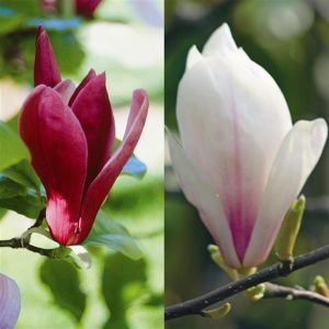 Magnolia Combo Susan/Soulangeana