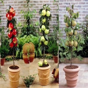 Laagstam Appels- en Perenboom Collectie