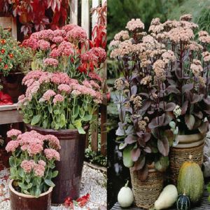 Sedum Combo Brilliant / Matrona