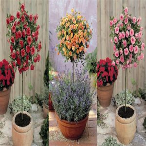 Meillandina standard rose collection P10  (3x1)