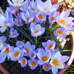 Crocus Sieberi Firefly x 20