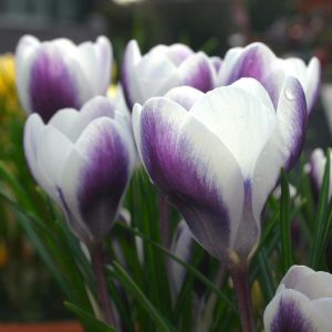 Crocus chrysanthus Prins Claus x 20