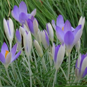 Crocus ommasinianus Lilac Beauty x 20