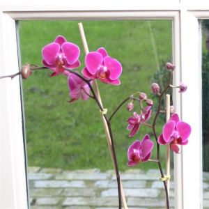 Violetkleurige Dwerg Phalaenopsis
