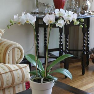 Phaleanopsis white 7