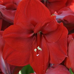 Amaryllis Rood in pot