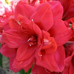 Amaryllis Dubbelbloemig Rood