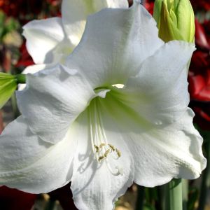 Amaryllis Wit in pot