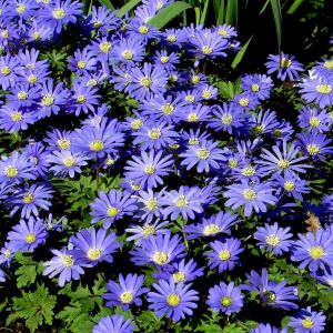 Anemone Blanda Blue