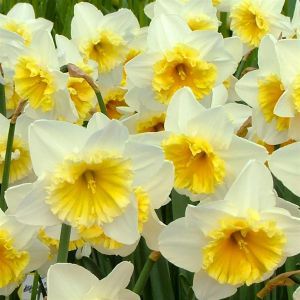 Narcissen Grootbloemig Ice Follies x 10