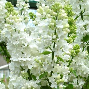 Syringa vulgaris Wit