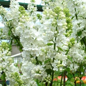 Syringa vulgaris Wit