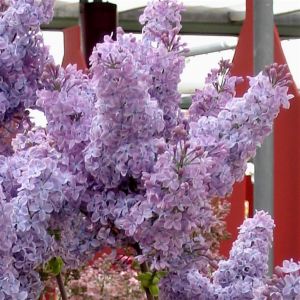 Syringa vulgaris Sensation Blauw