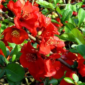 Chaenomeles Superba Nicoline (Dwergkwee)