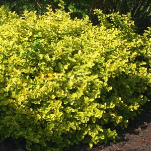 Euonymus fortunei Emerald Gold
