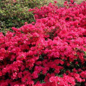 Azalea Mollis Rood