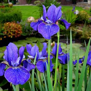 Iris Sibirica Deep Blue x 3