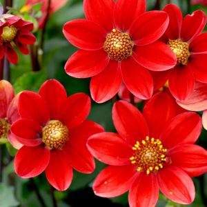 Dahlia Topmix Red 2