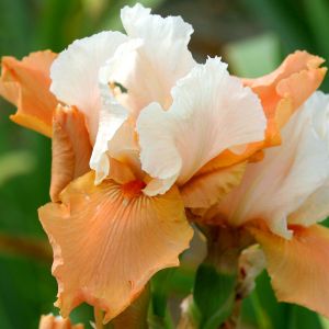 Iris germanica Blazing Sunrise