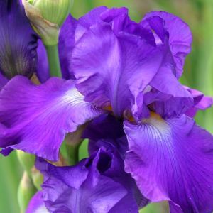 Iris germanica Grape Adventure