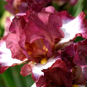 Iris barbatus Crinoline (Baardiris)