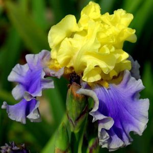 Iris germanica Edith Wolford (Baardiris)