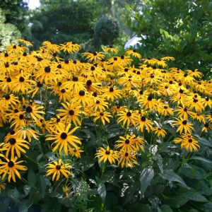 Rudbeckia fulgida Goldsturm (Zonnehoed) x 3