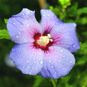 Hibiscus syriacus Blue