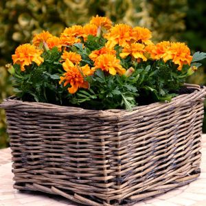 Tagetes patula nana Orange