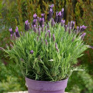 Lavendula Stoechas Pot Pink