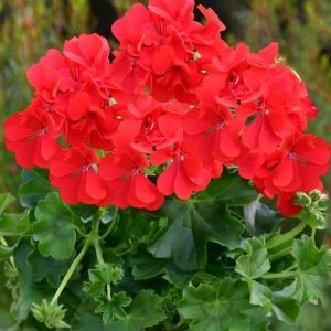 Pelargonium zonale rood 10 cm