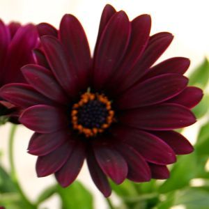 Osteospermum Red