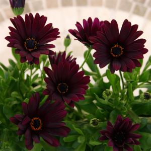 Osteospermum Red B