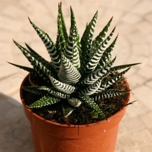 Haworthia Fasciata Zebra Plant