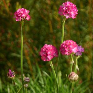 Engels Gras  Armeria maritima Roze