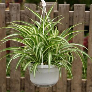 Chlorophytum comosum variegatus